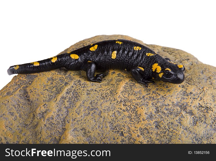 Salamander sitting on rock isolated above white background. Salamander sitting on rock isolated above white background