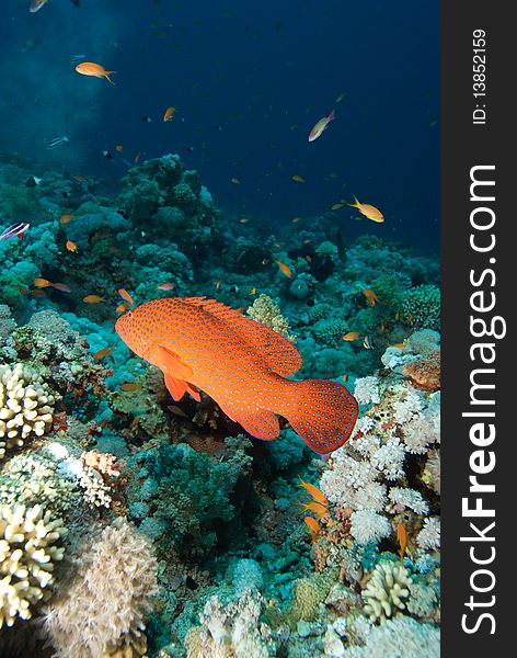 Red Sea coral grouper (Plectropomus pessuliferus) over coral reef. Red Sea, Egypt.