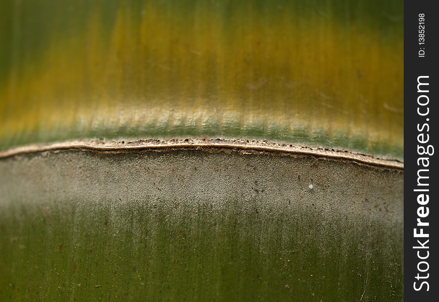 Close-up of bamboo, abstract background image