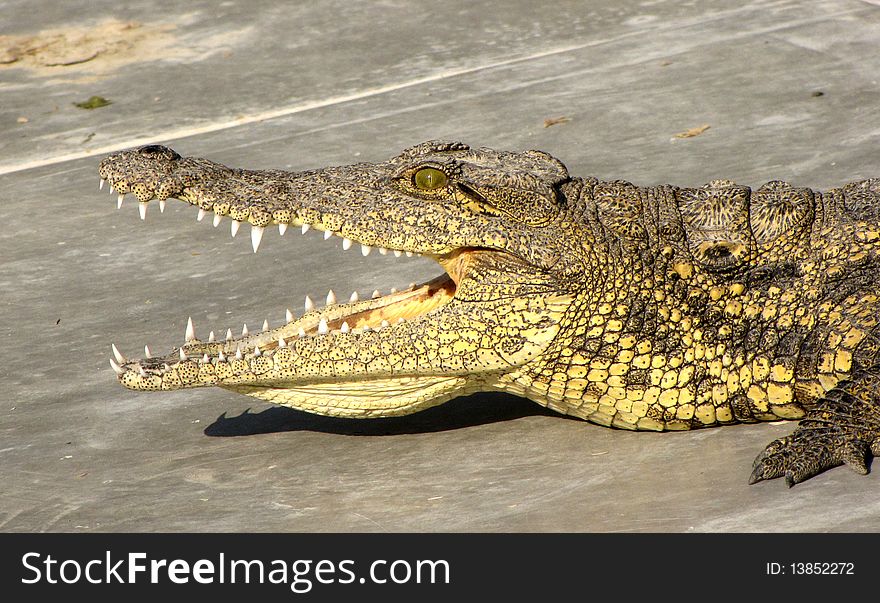 Young crocodile in the crocodile farm in Maun, Botswana