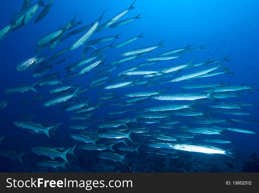 Shoal of barracuda in blue water. Shoal of barracuda in blue water