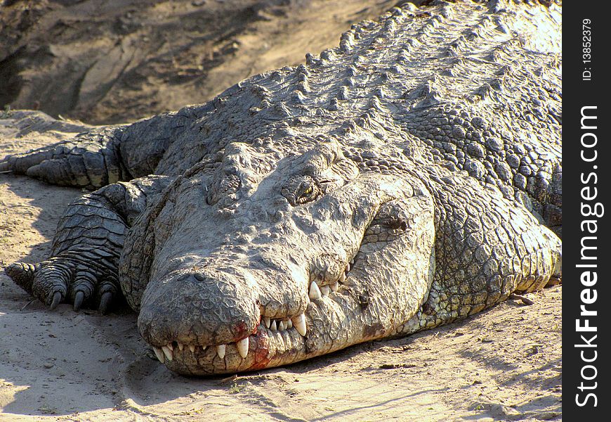 Huge female crocodile in the crocodile farm in Maun, Botswana