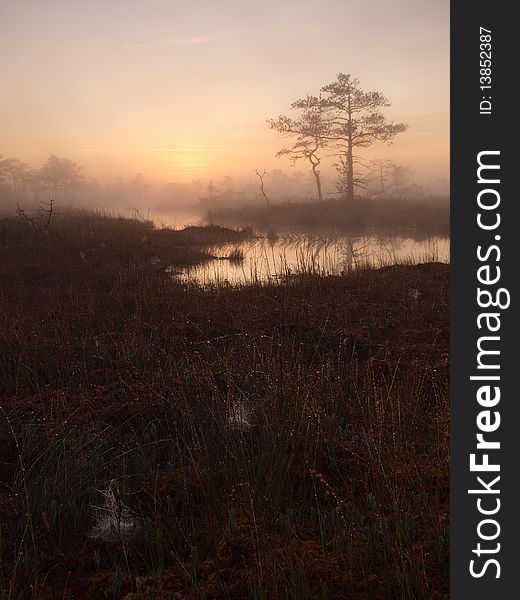Classical Marsh Landscape, Early Morning