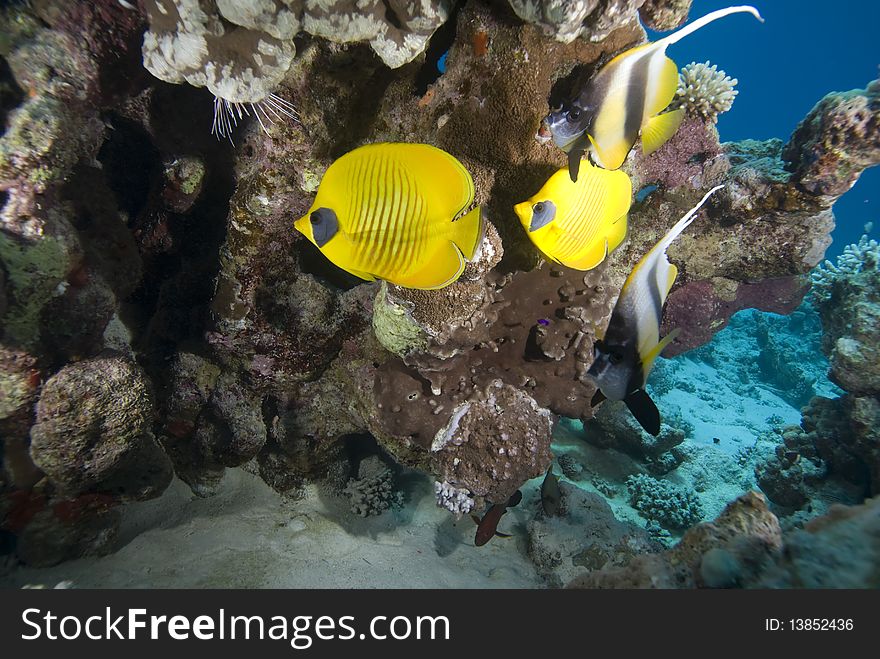 Vibrant yellow Masked Butterflyfish (Chaetodon semilarvatus) with coral reef background. Red Sea, Egypt. Vibrant yellow Masked Butterflyfish (Chaetodon semilarvatus) with coral reef background. Red Sea, Egypt.