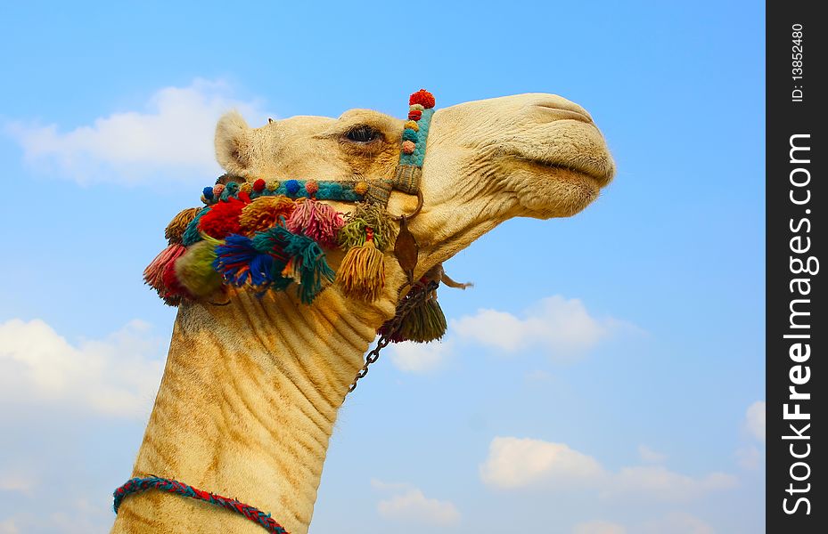 Head of a camel on a sky background