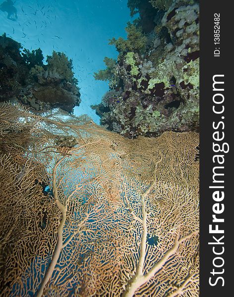 Giant sea fan (Annella mollis) Red Sea, Egypt. Giant sea fan (Annella mollis) Red Sea, Egypt