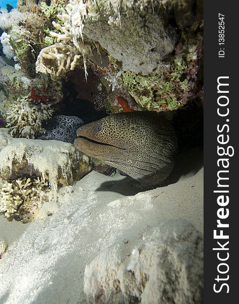 Giant moray (Gymnothorax javanicus) juvenile hiding in the coral reef, Red Sea, Egypt.