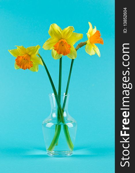 Yellow narcissuses in vase on blue background