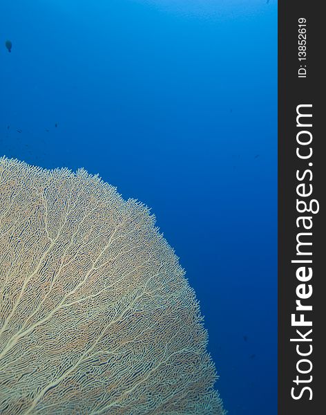 Giant sea fan (Annella mollis) Red Sea, Egypt