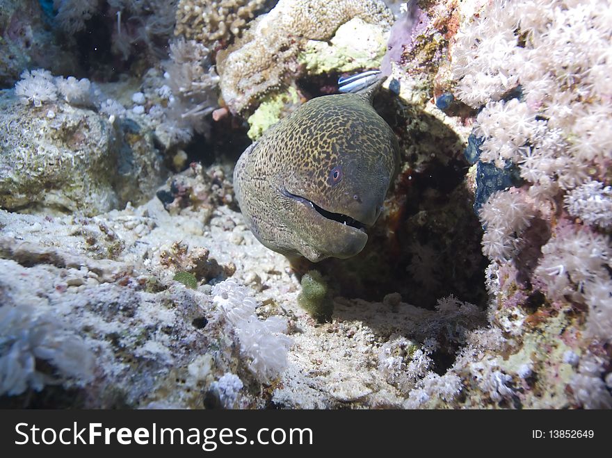 Giant moray (Gymnothorax javanicus) juvenile hiding in the coral reef, Red Sea, Egypt.