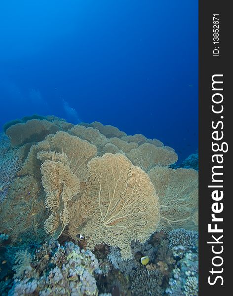 A Colony of Giant sea fans9