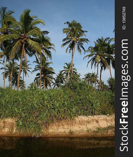 Tropical coconut palms near the water and cloudy blue sky. Tropical coconut palms near the water and cloudy blue sky