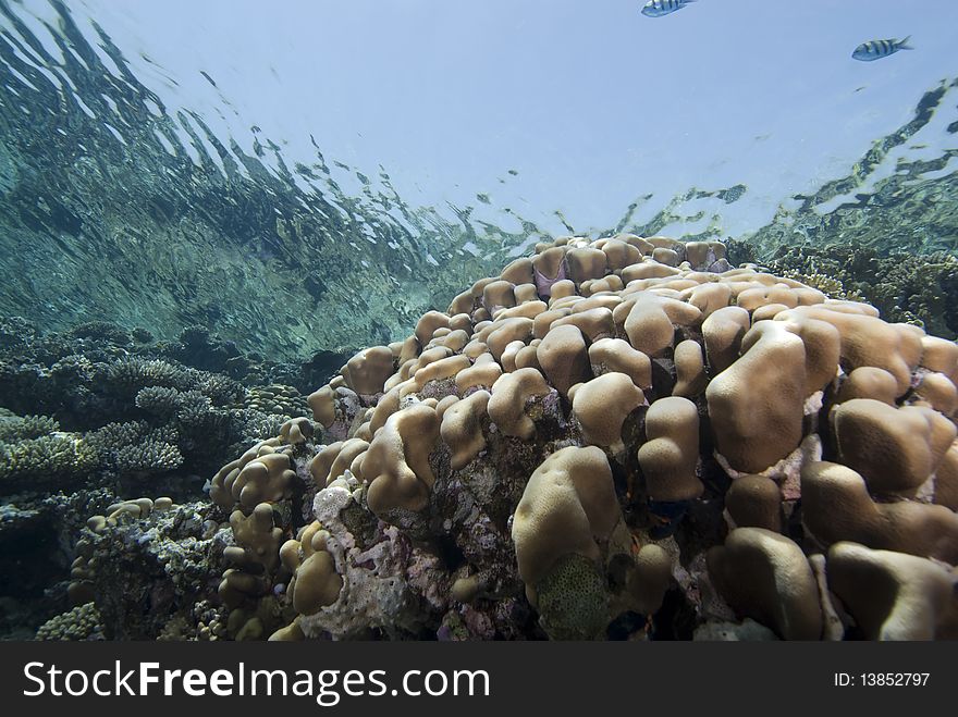 Reflections of a Pristine coral reef on a calm ocean surface. Red Sea, Egypt. Reflections of a Pristine coral reef on a calm ocean surface. Red Sea, Egypt.