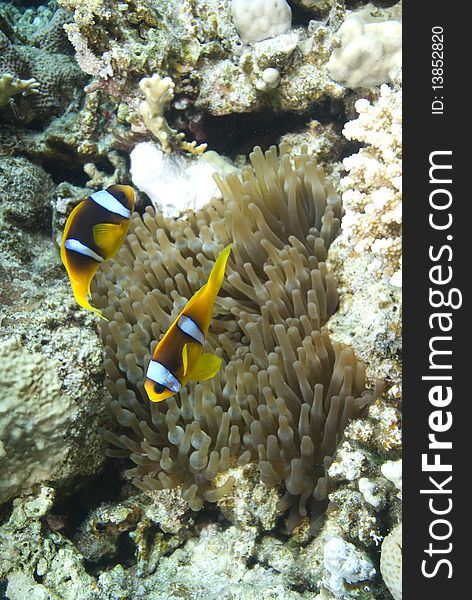 Red sea anemone fish (amphiprion bicinctus) close to the protection of a Bubble anemone (entacmaea quadricolor). Red Sea, Egypt.