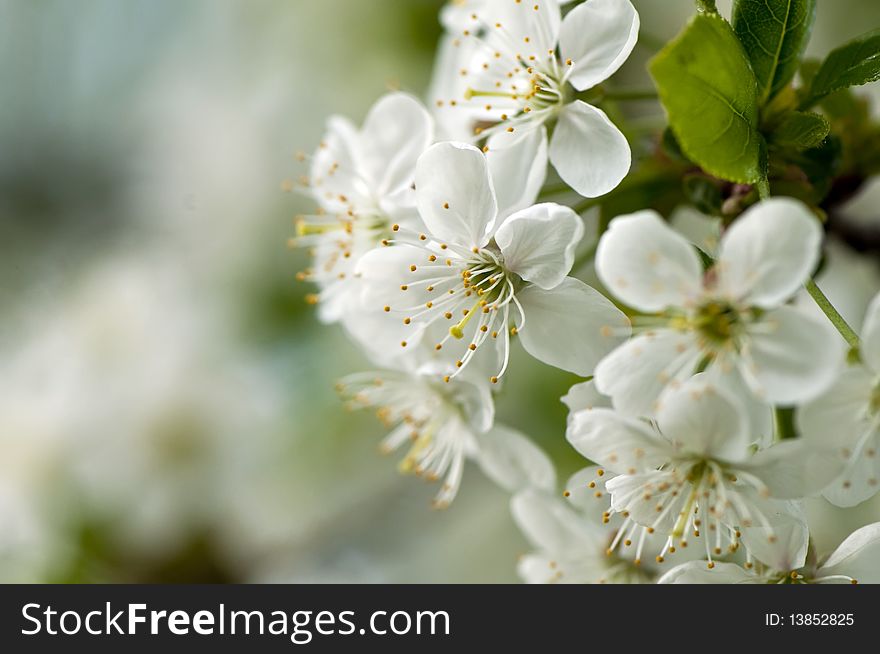 White Cherry Blossoms summer macro