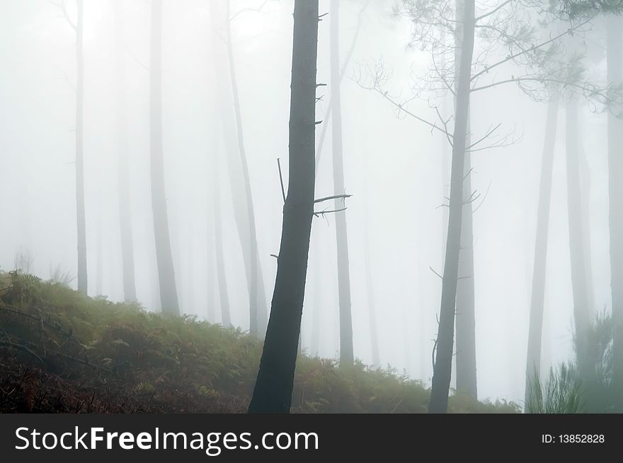 Foggy forest, sad morning landscape