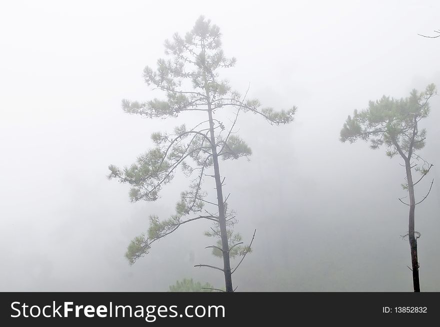 Dark foggy forest, Portugal Madeira