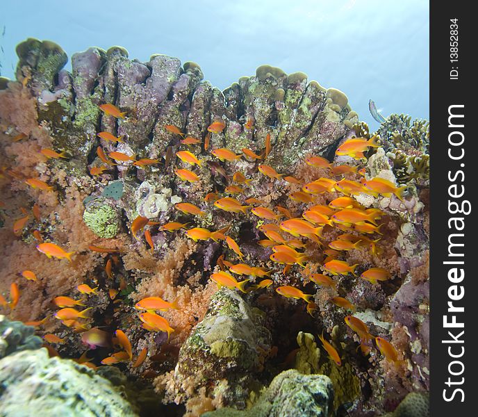 A school of Lyretail anthias (Pseudanthias squamipinnis) over a coral reef. Red Sea, Egypt. A school of Lyretail anthias (Pseudanthias squamipinnis) over a coral reef. Red Sea, Egypt.