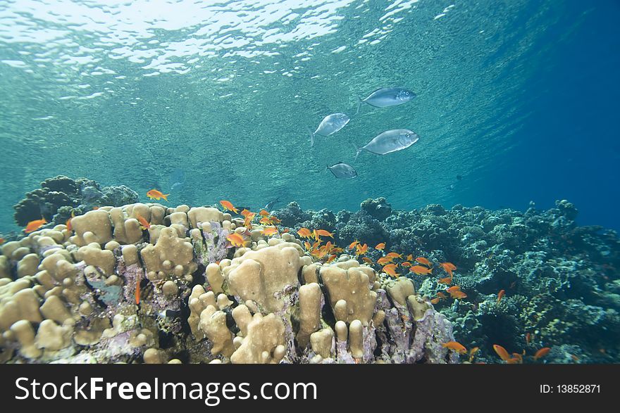 A school of Lyretail anthias (Pseudanthias squamipinnis) over a coral reef. Red Sea, Egypt. A school of Lyretail anthias (Pseudanthias squamipinnis) over a coral reef. Red Sea, Egypt.