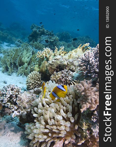 Red sea anemone fish (amphiprion bicinctus) close to  the protection of a Bubble anemone (entacmaea quadricolor). Red Sea, Egypt.