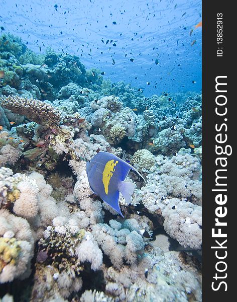 Yellowbar angelfish (Pomacanthus maculosus) and coral reef, Red Sea, Egypt. Yellowbar angelfish (Pomacanthus maculosus) and coral reef, Red Sea, Egypt.