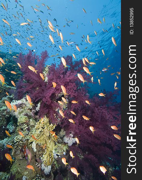 A school of Lyretail anthias (Pseudanthias squamipinnis) over a coral reef. Red Sea, Egypt. A school of Lyretail anthias (Pseudanthias squamipinnis) over a coral reef. Red Sea, Egypt.