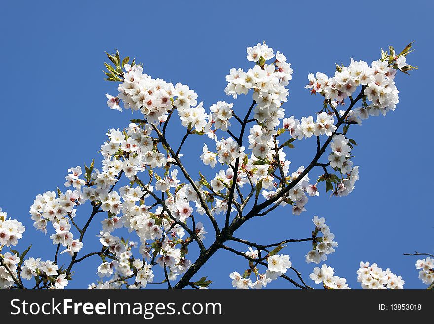 Flowers of an apple tree in spring