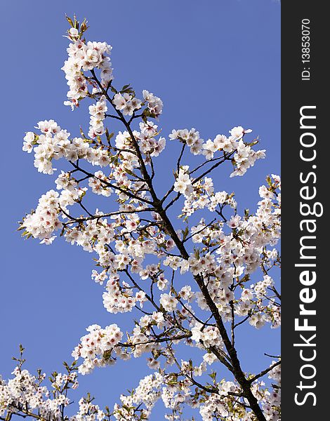 Flowers of an apple tree in spring