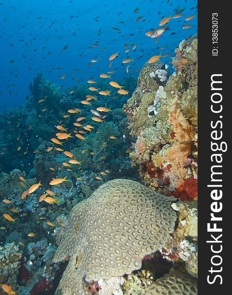 A school of Lyretail anthias (Pseudanthias squamipinnis) over a coral reef. Red Sea, Egypt. A school of Lyretail anthias (Pseudanthias squamipinnis) over a coral reef. Red Sea, Egypt.