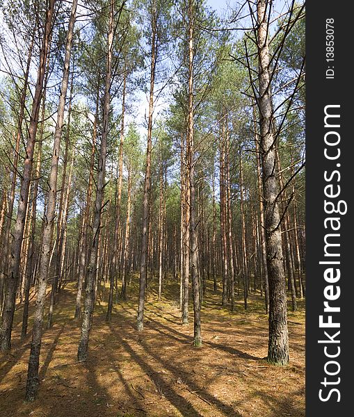 Spring pine forest, blue sky. Spring pine forest, blue sky