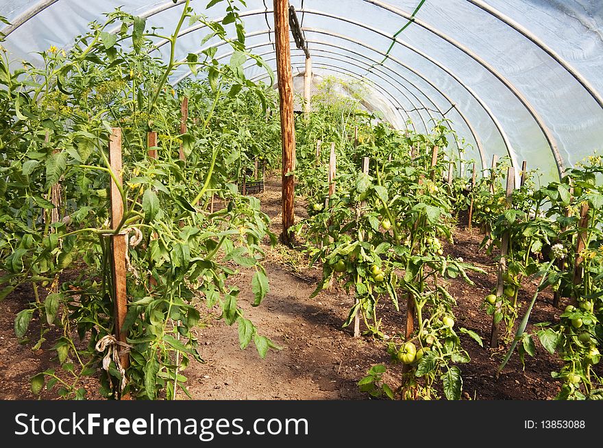 Greenhouse Tomatoes