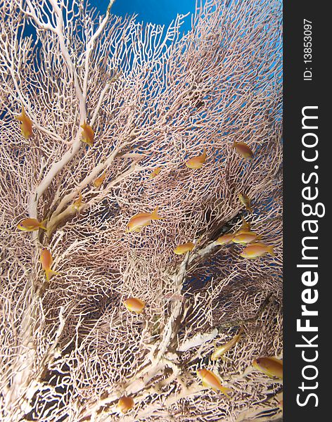 Giant sea fan (Annella mollis) and golden anthias. Red Sea, Egypt. Giant sea fan (Annella mollis) and golden anthias. Red Sea, Egypt