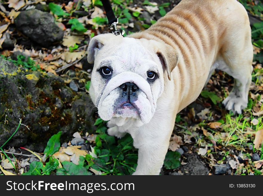 This is a photo of white and brawn bulldog