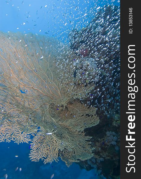 Giant sea fan (Annella mollis) with a small school of silver bait fish Red Sea, Egypt