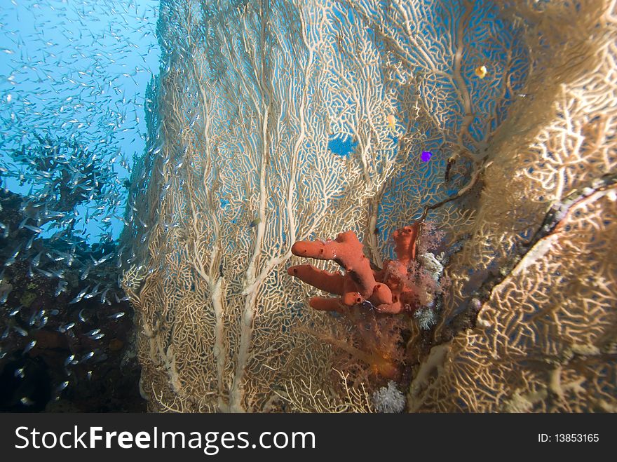 Giant sea fan (Annella mollis) Red Sea, Egypt. Giant sea fan (Annella mollis) Red Sea, Egypt