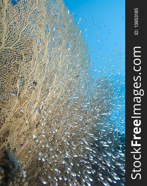 Giant sea fan (Annella mollis) with a small school of silver bait fish Red Sea, Egypt. Giant sea fan (Annella mollis) with a small school of silver bait fish Red Sea, Egypt