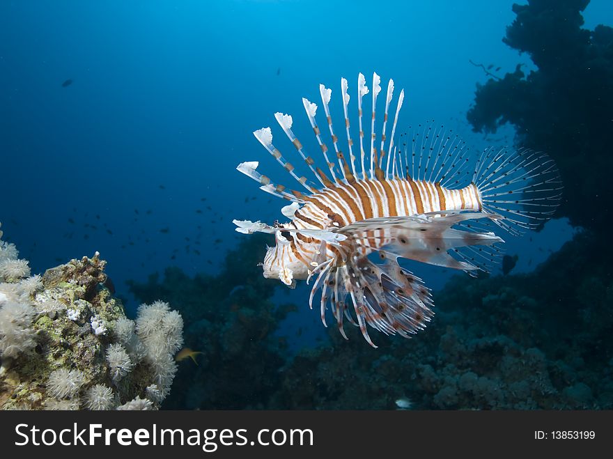 Common lionfish (Pterois miles). Red Sea, Egypt. Common lionfish (Pterois miles). Red Sea, Egypt.