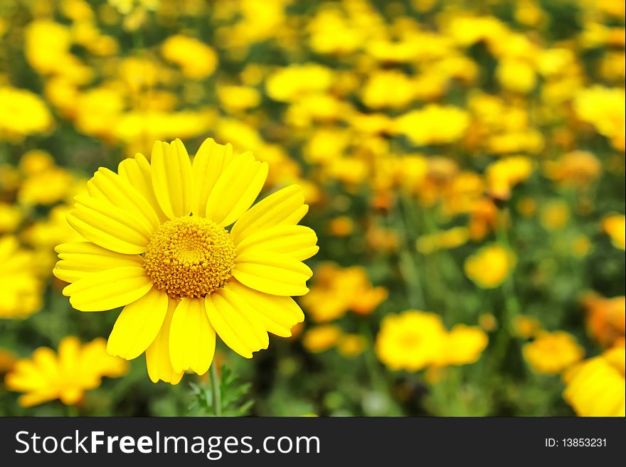 This is a photo of yellow flowers