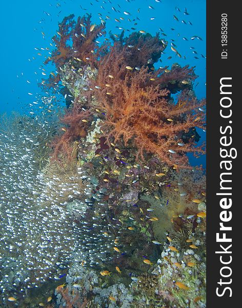 Colorful tropical reef scene with floral like soft corals, Red Sea, Egypt. Colorful tropical reef scene with floral like soft corals, Red Sea, Egypt