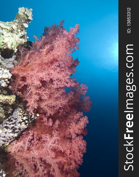 Vibrant soft corals. Red Sea, Egypt.