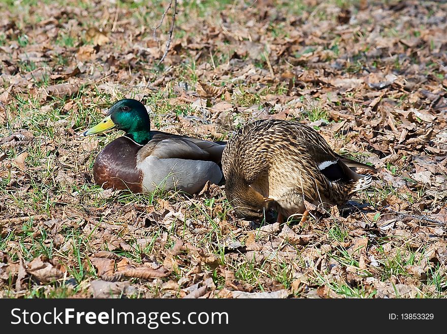 Male and female of mallard ducks