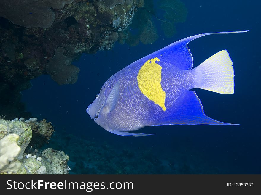 Yellowbar angelfish (Pomacanthus maculosus) and coral reef, Red Sea, Egypt. Yellowbar angelfish (Pomacanthus maculosus) and coral reef, Red Sea, Egypt.