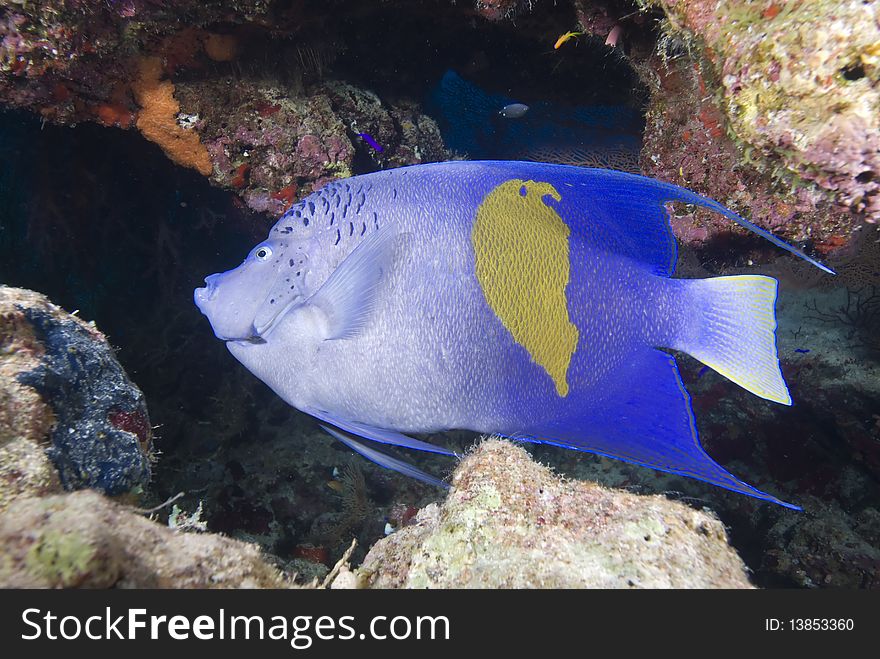 Yellowbar angelfish and coral reef.