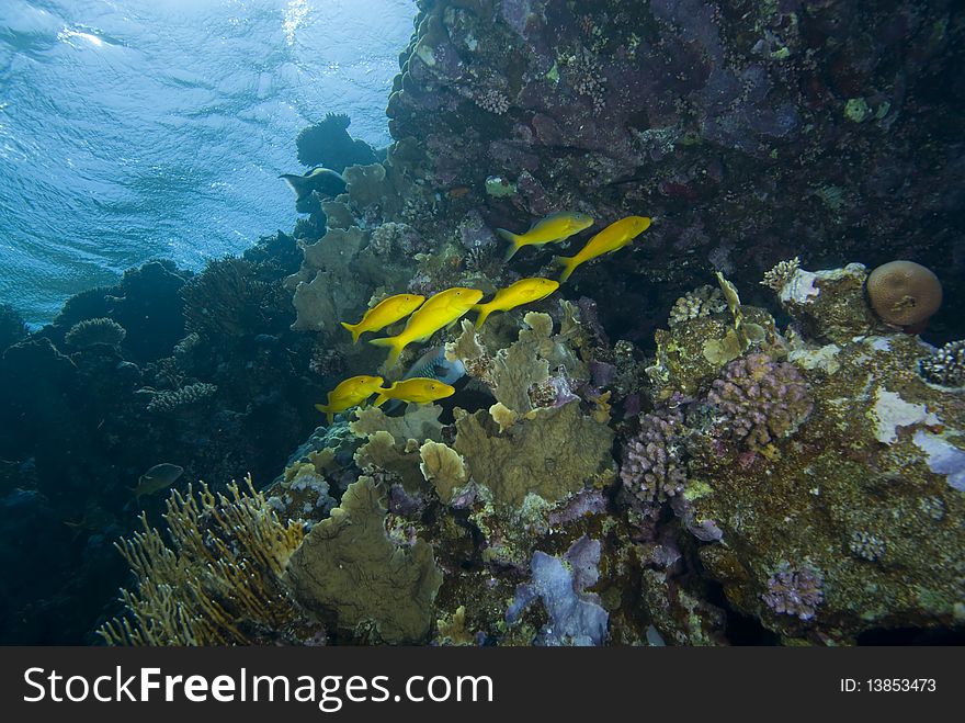 A small school of Yellowsaddle goatfish (Parupeneus cyclostomus) over a hard coral reef. Red Sea, Egypt. A small school of Yellowsaddle goatfish (Parupeneus cyclostomus) over a hard coral reef. Red Sea, Egypt.