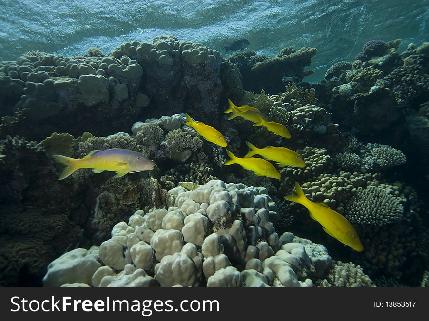 A small school of Yellowsaddle goatfish (Parupeneus cyclostomus) over a hard coral reef. Red Sea, Egypt. A small school of Yellowsaddle goatfish (Parupeneus cyclostomus) over a hard coral reef. Red Sea, Egypt.