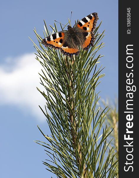 Butterfly on a pine branch