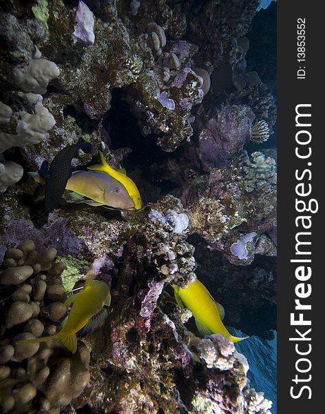 A small school of Yellowsaddle goatfish (Parupeneus cyclostomus) over a hard coral reef. Red Sea, Egypt. A small school of Yellowsaddle goatfish (Parupeneus cyclostomus) over a hard coral reef. Red Sea, Egypt.