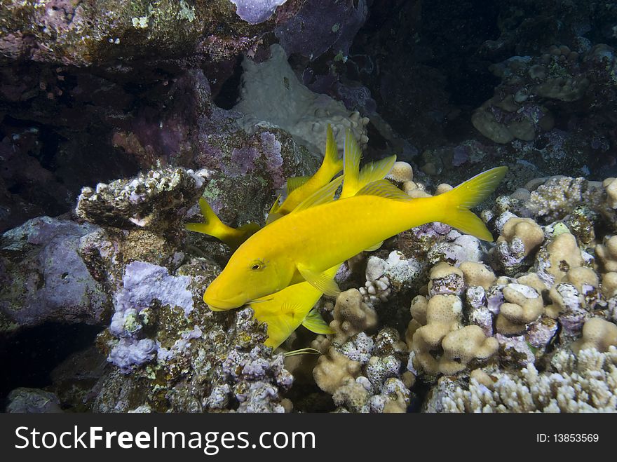 A small school of Yellowsaddle goatfish (Parupeneus cyclostomus) over a hard coral reef. Red Sea, Egypt. A small school of Yellowsaddle goatfish (Parupeneus cyclostomus) over a hard coral reef. Red Sea, Egypt.