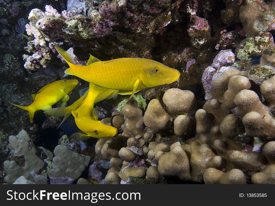 A small school of Yellowsaddle goatfish (Parupeneus cyclostomus) over a hard coral reef. Red Sea, Egypt. A small school of Yellowsaddle goatfish (Parupeneus cyclostomus) over a hard coral reef. Red Sea, Egypt.