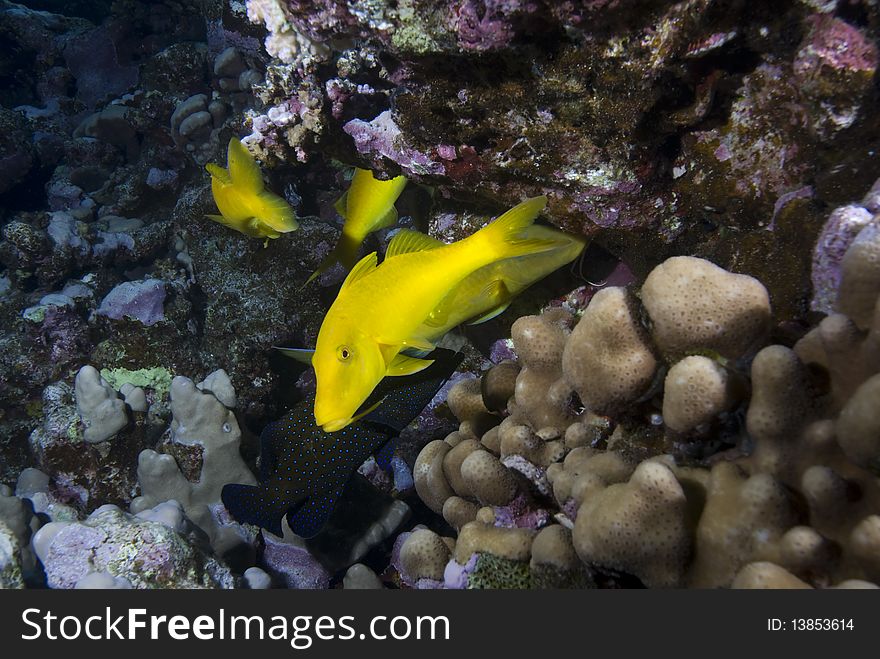 A small school of Yellowsaddle goatfish (Parupeneus cyclostomus) over a hard coral reef. Red Sea, Egypt. A small school of Yellowsaddle goatfish (Parupeneus cyclostomus) over a hard coral reef. Red Sea, Egypt.